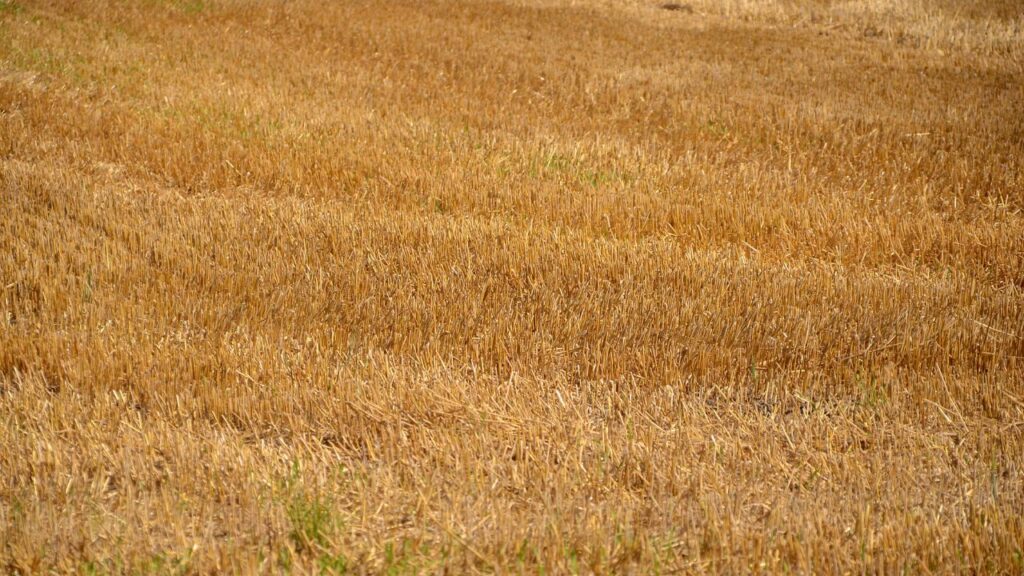Stubble: सबसे पहले यूरिया को पानी में अच्छे से घोलें. जब तक यूरिया पूरी तरह घुल न जाए, तब तक इसे हिलाते रहें. इसके बाद पराली को साफ फर्श या प्लास्टिक शीट पर फैला दें. Stubble: सबसे पहले यूरिया को पानी में अच्छे से घोलें. जब तक यूरिया पूरी तरह घुल न जाए, तब तक इसे हिलाते रहें. इसके बाद पराली को साफ फर्श या प्लास्टिक शीट पर फैला दें.