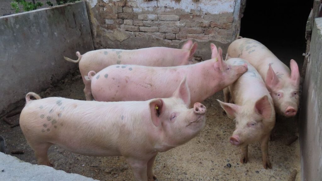Pig Farming