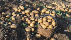 Potato Farming: आलू की बुवाई से पहले किसान जरूर कर लें ये 5 काम, बड़ा और गोल होगा आलू Potato Farming: आलू की बुवाई से पहले किसान जरूर कर लें ये 5 काम, बड़ा और गोल होगा आलू