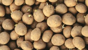 Potato Farming: वैज्ञानिक तकनीक से करें आलू की बुवाई, इन 13 किस्मों से किसानों को मिलेगी भरपूर पैदावार
