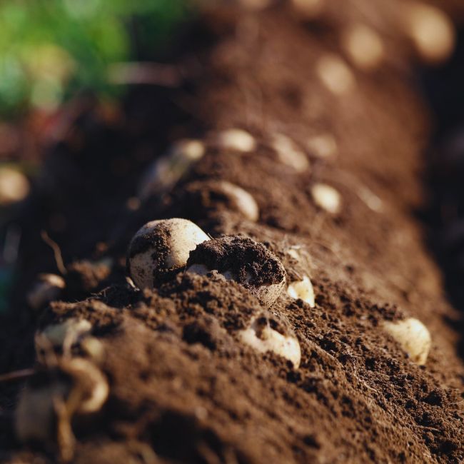 Potato Farming