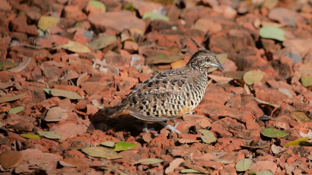 Bater Palan: बदलते खानपान और हेल्दी फूड ट्रेंड्स के चलते बटेर के मांस और अंडों की डिमांड तेजी से बढ़ी है. इसका मांस ₹500–₹600 प्रति किलो तक बिकता है, जिससे यह पारंपरिक पोल्ट्री के मुकाबले कहीं ज्यादा लाभदायक बन जाता है.