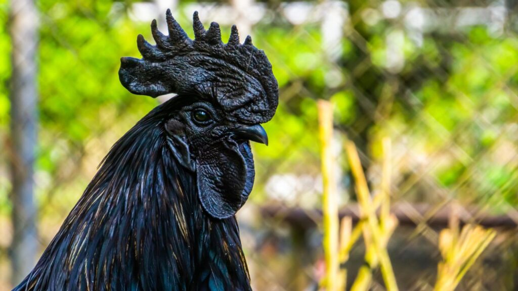 Kadaknath Breed: कड़कनाथ नस्ल का मांस बाजार में उच्च दाम पर बिकता है और अंडों की कीमत 15 से 20 रुपये प्रति अंडा तक होती है. यही कारण है कि किसान धीरे-धीरे इस नस्ल की ओर आकर्षित हो रहे हैं.