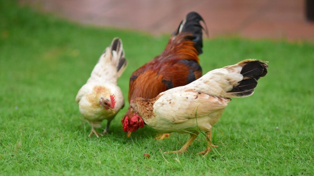 Poultry Farming