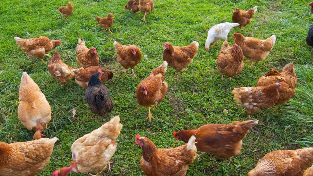 Poultry Farming