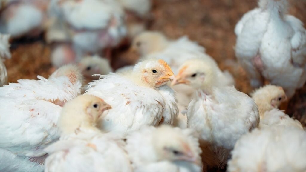 Poultry Farming