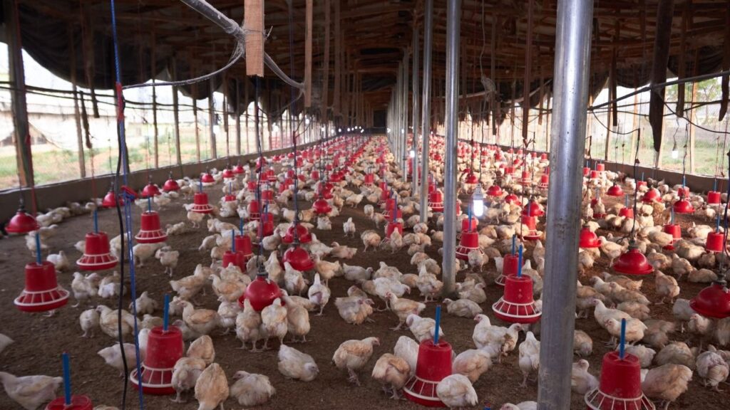Poultry Farming