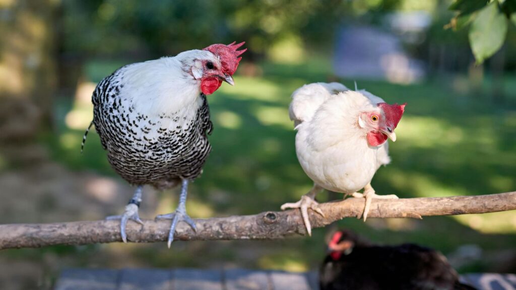Poultry Farming