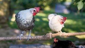 गांव में शुरू करें छोटा पोल्ट्री फार्म, इन 3 पक्षियों के पालन से तेज बढ़ेगी आपकी कमाई