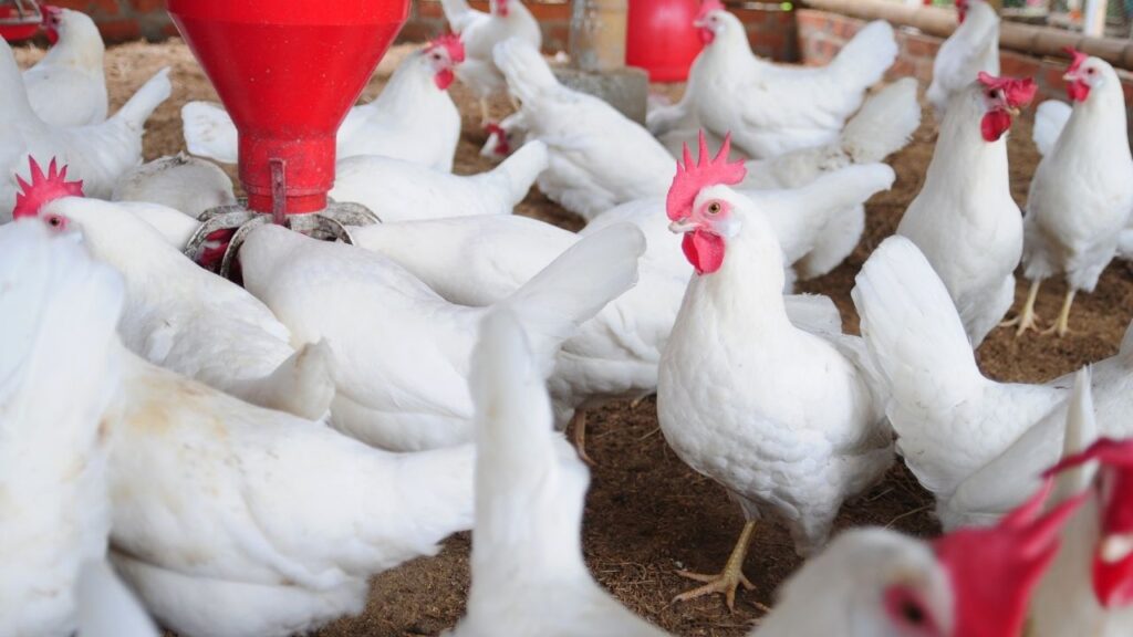 Poultry Farming