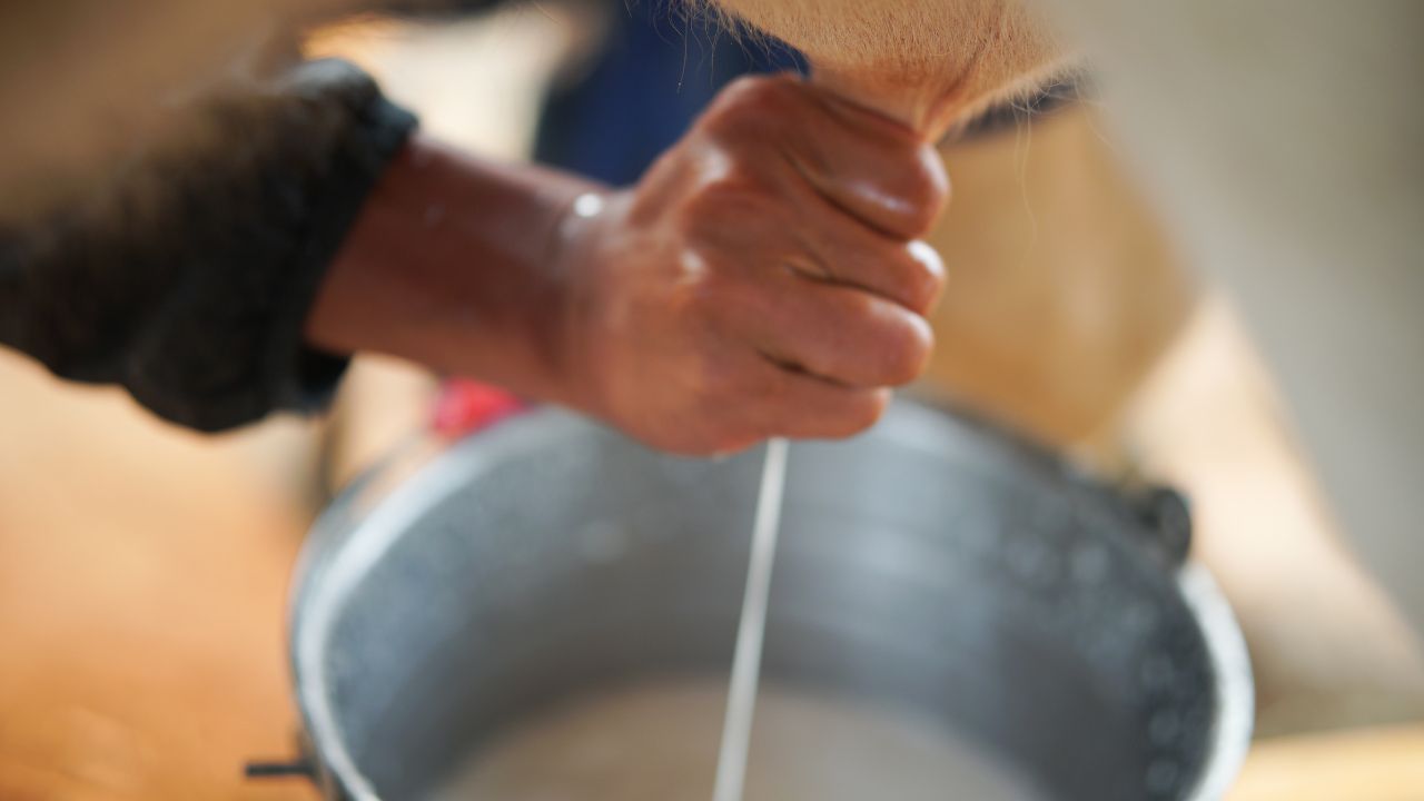 पशु का दूध उत्पादन बढ़ाना अब आसान, बस इन 5 घरेलू उपायों से बदल जाएगी पूरी कमाई! Increasing Milk Production Now Easy Just These 5 Home Remedies Change Your Entire Income