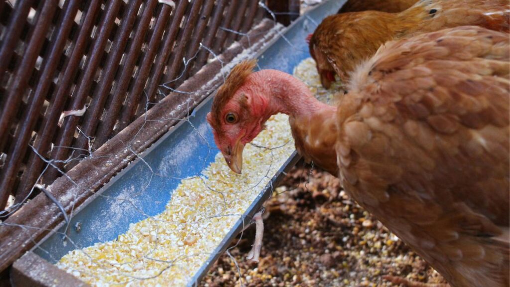 Poultry Farming