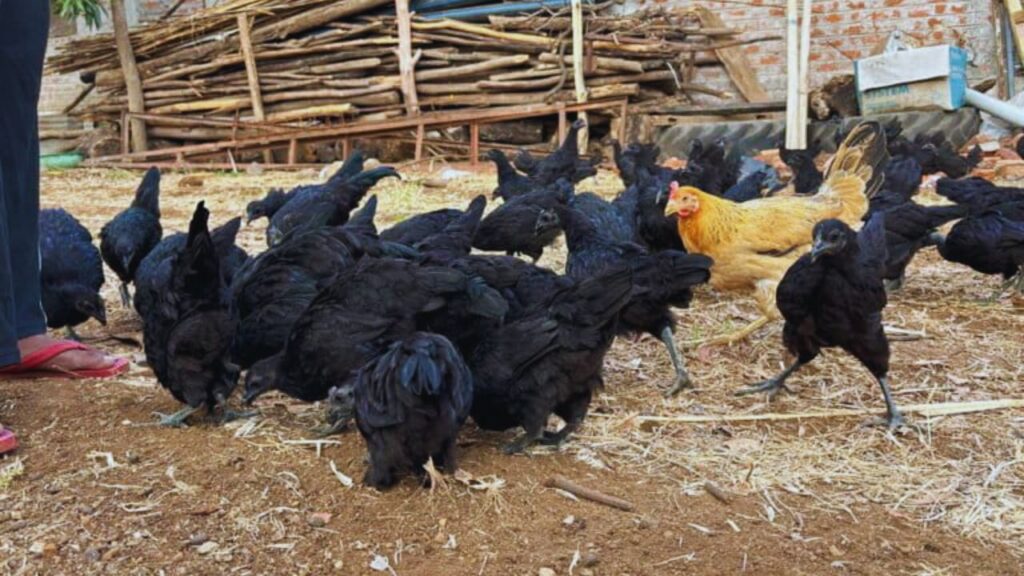 Narmada Nidhi Murgi: यह नस्ल सिर्फ मांस के लिए नहीं, बल्कि अंडा उत्पादन के लिए भी बेहतरीन है. एक साल में यह 150 से 180 अंडे तक दे सकती है, जो देसी मुर्गियों से कहीं ज्यादा है. इससे किसानों को अतिरिक्त आमदनी का मौका मिलता है. Narmada Nidhi Murgi: यह नस्ल सिर्फ मांस के लिए नहीं, बल्कि अंडा उत्पादन के लिए भी बेहतरीन है. एक साल में यह 150 से 180 अंडे तक दे सकती है, जो देसी मुर्गियों से कहीं ज्यादा है. इससे किसानों को अतिरिक्त आमदनी का मौका मिलता है.