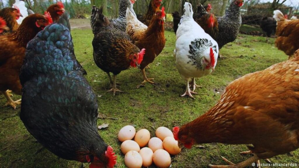 Poultry Farming: दरअसल हम बात कर रहे हैं नर्मदा निधि प्रजाति की जो कि, बेहद तेजी से बढ़ने वाली नस्ल है. केवल ढाई महीने में इसके मुर्गे 800 से 900 ग्राम वजन तक पहुंच जाते हैं और करीब साढ़े चार महीने में 1.5 किलो तक हो जाते हैं. इतनी तेज ग्रोथ से किसानों को जल्दी उत्पादन और तेजी से मुनाफा मिलता है. Poultry Farming: दरअसल हम बात कर रहे हैं नर्मदा निधि प्रजाति की जो कि, बेहद तेजी से बढ़ने वाली नस्ल है. केवल ढाई महीने में इसके मुर्गे 800 से 900 ग्राम वजन तक पहुंच जाते हैं और करीब साढ़े चार महीने में 1.5 किलो तक हो जाते हैं. इतनी तेज ग्रोथ से किसानों को जल्दी उत्पादन और तेजी से मुनाफा मिलता है.