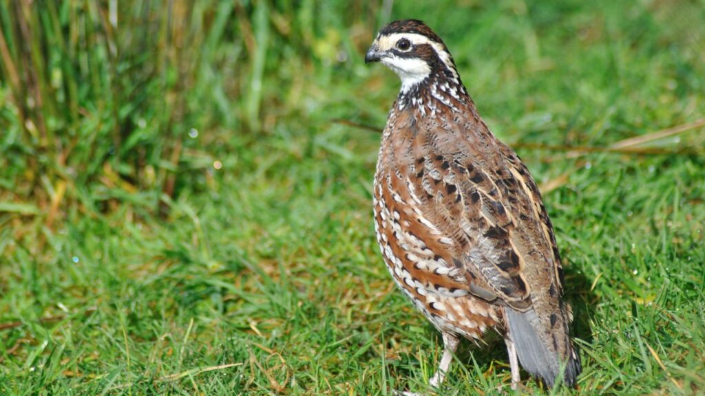 Quail Farming: एक मादा बटेर सालभर में लगभग 300 अंडे देती है. इन अंडों की बाजार में उच्च मांग रहती है क्योंकि ये न सिर्फ स्वादिष्ट होते हैं बल्कि पोषक तत्वों से भरपूर भी होते हैं, जिससे किसान को नियमित आमदनी का बढ़िया जरिया मिलता है.