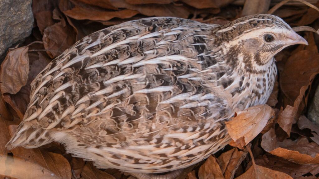Japanese quail farming: जापानी बटेर अपनी तेजी से बढ़ने की क्षमता के लिए जानी जाती है. यह सिर्फ 5 से 6 हफ्तों में अंडे देना शुरू कर देती है और 7वें हफ्ते तक पूरी तरह से मार्केट में बेचने लायक हो जाती है. यानी मुर्गी पालन की तुलना में बहुत जल्दी रिटर्न देती है.