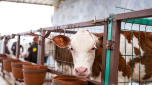 बीमार पशु को तुरंत बचाएं, बस इस नंबर पर कॉल करें और डॉक्टर मिनटों में पहुंचेंगे आपके घर