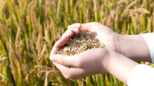 आधे रेट पर खरीदें गेहूं, चना और मसूर के उन्नत बीज, किसान सरकारी पोर्टल पर ऐसे करें आवेदन