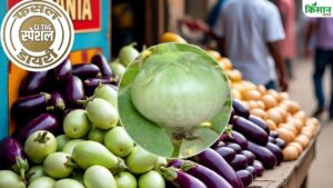 अपने उमदा स्वाद के लिए मशहूर है रामनगर का भंटा, बीज और वजन के चलते बना किसानों की पहली पसंद