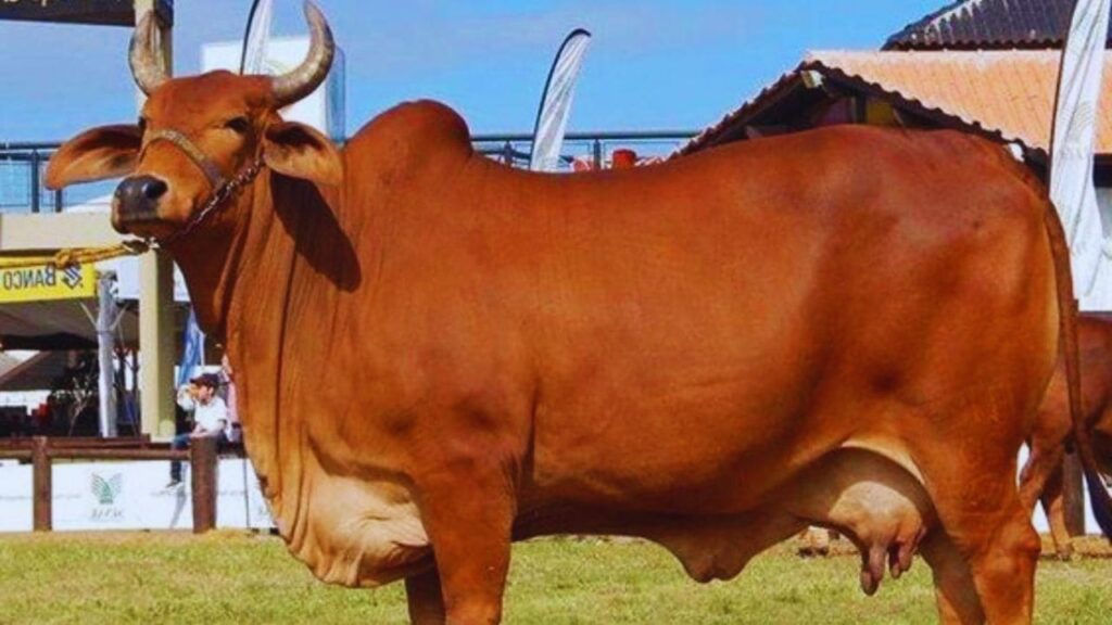 Red Sindhi Cow: सिंध क्षेत्र से आई यह गाय 15–20 लीटर दूध देती है. इसकी खासियत है कि यह गर्मी और कीटों के असर से बची रहती है, इसलिए ग्रामीण इलाकों के लिए परफेक्ट है. Red Sindhi Cow: सिंध क्षेत्र से आई यह गाय 15–20 लीटर दूध देती है. इसकी खासियत है कि यह गर्मी और कीटों के असर से बची रहती है, इसलिए ग्रामीण इलाकों के लिए परफेक्ट है.