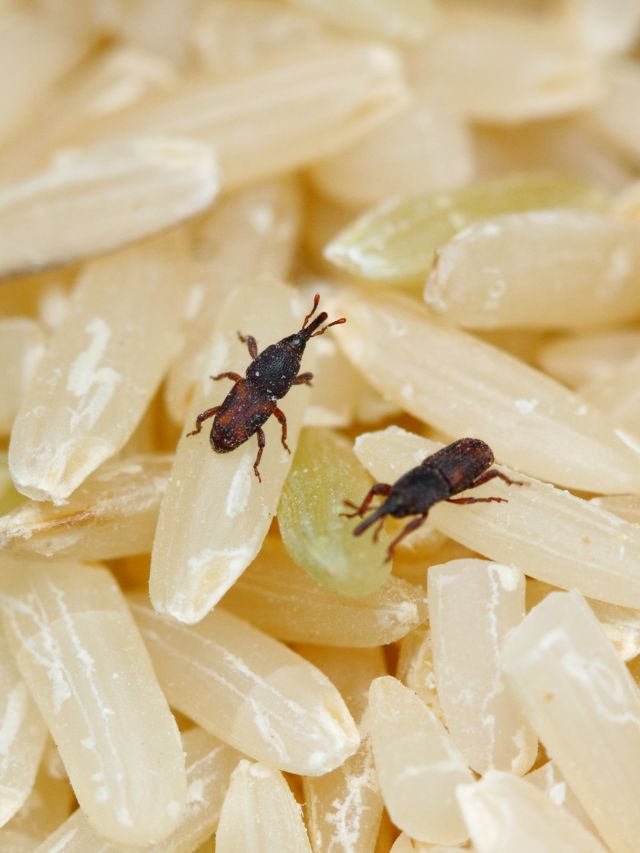 चावल और अनाज में घुन से हैं परेशान, फॉलो करें ये Hacks!