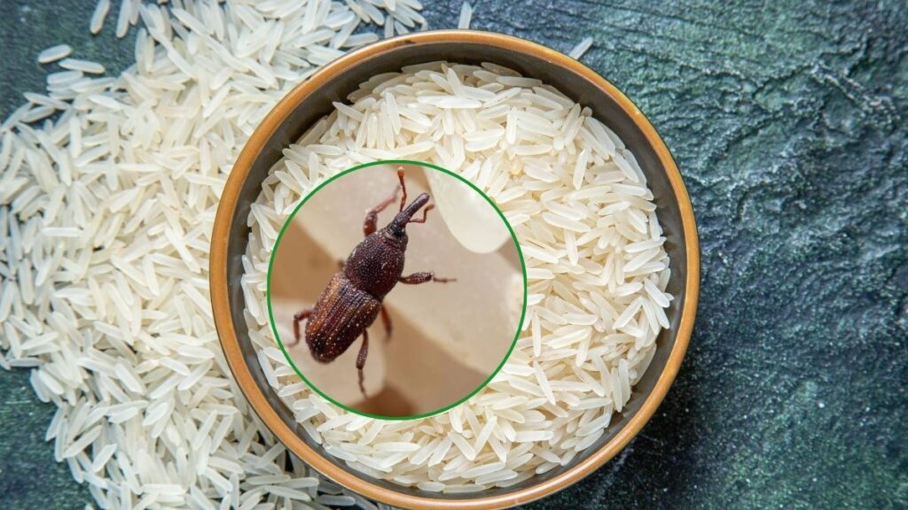 Rice bugs