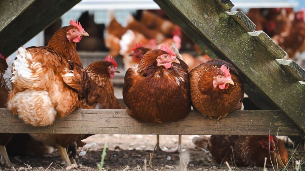 Poultry Farming: कई हाट-बाजारों में देसी मुर्गे सिर्फ खाने के लिए नहीं बल्कि प्रतियोगिताओं के लिए भी तैयार किए जाते हैं. ये “लड़ने वाले मुर्गे” खास ट्रेनिंग से तैयार होते हैं और इनकी कीमत सामान्य मुर्गों से कई गुना ज्यादा होती है. Poultry Farming: कई हाट-बाजारों में देसी मुर्गे सिर्फ खाने के लिए नहीं बल्कि प्रतियोगिताओं के लिए भी तैयार किए जाते हैं. ये “लड़ने वाले मुर्गे” खास ट्रेनिंग से तैयार होते हैं और इनकी कीमत सामान्य मुर्गों से कई गुना ज्यादा होती है.