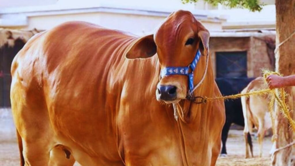 Sahiwali Cow: पंजाब-हरियाणा की यह गाय 20–25 लीटर दूध प्रतिदिन देती है. यह गर्मी-सर्दी दोनों में टिक जाती है और कम चारे में भी अच्छा उत्पादन देती है. Sahiwali Cow: पंजाब-हरियाणा की यह गाय 20–25 लीटर दूध प्रतिदिन देती है. यह गर्मी-सर्दी दोनों में टिक जाती है और कम चारे में भी अच्छा उत्पादन देती है.