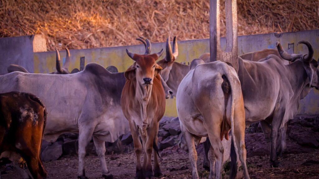 Cow Abortion Prevention Techniques