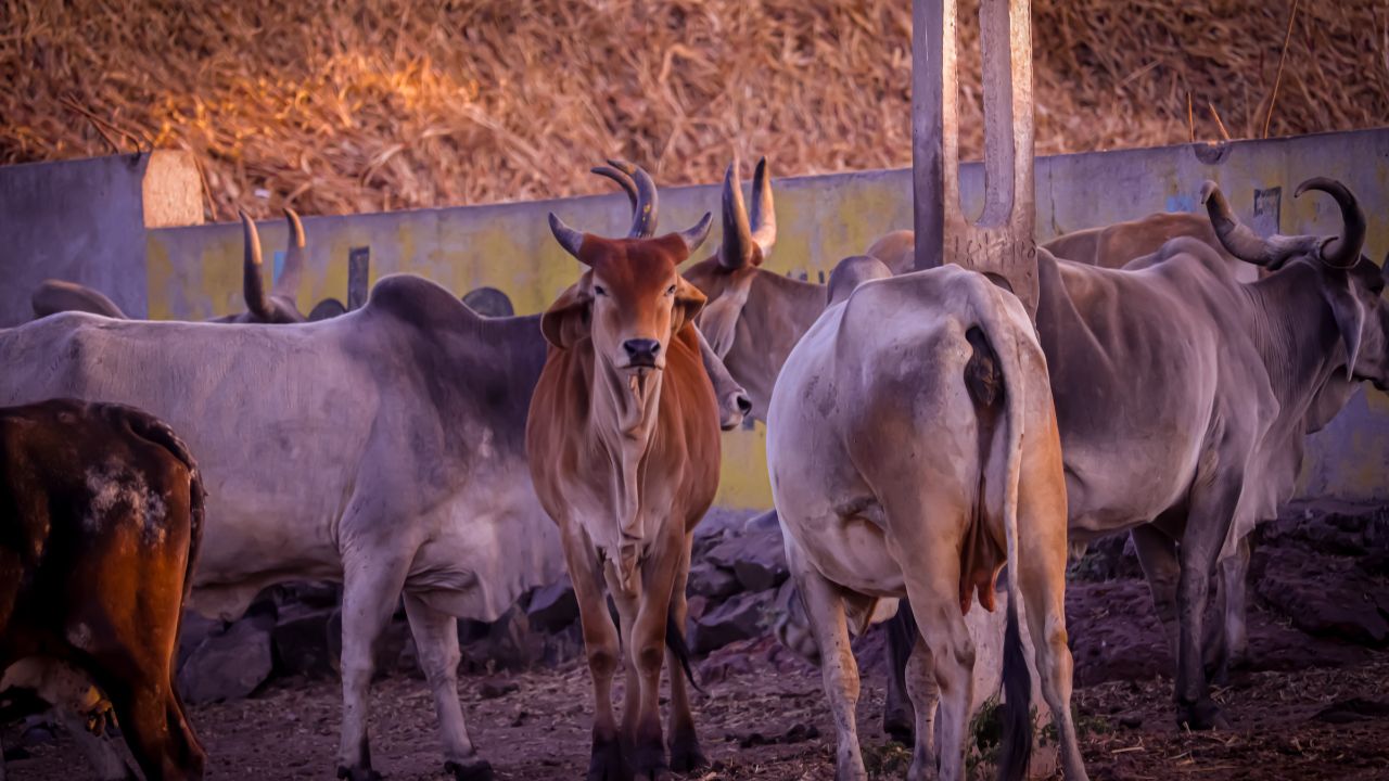 अब गर्भपात का डर नहीं, गायों की देखभाल और पोषण से सुरक्षित गर्भधारण का तरीका जानें Do Not Fear Abortion Learn How Have Safe Pregnancy Caring For And Nurturing Cows