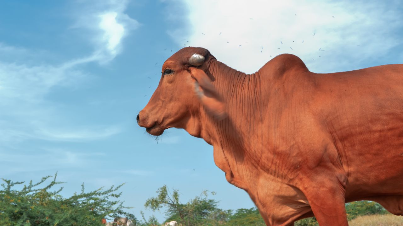 साहीवाल गायों में दूर होगी बांझपन की समस्या, अब बढ़ेगा दूध उत्पादन.. साथ में बंपर कमाई भी साहीवाल गायों में दूर होगी बांझपन की समस्या, अब बढ़ेगा दूध उत्पादन.. साथ में बंपर कमाई भी