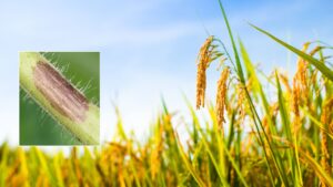 Paddy Disease: धान फसल पर गलका रोग का खतरा बढ़ा, ये 5 उपाय अपनाकर बचाएं फसल