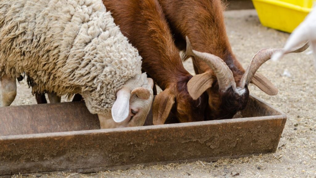 Sheep Farming