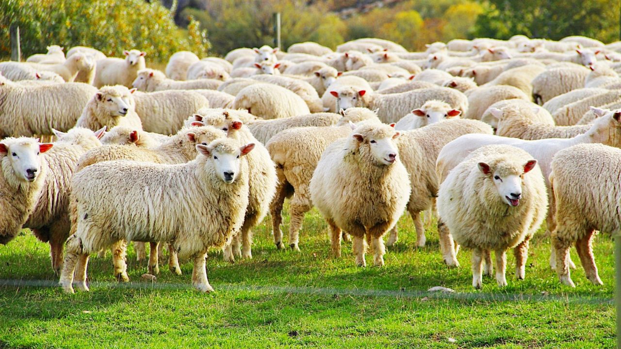 Start Sheep Rearing Along With Farming You Earn Up To Rs 1 Lakh In A Year
