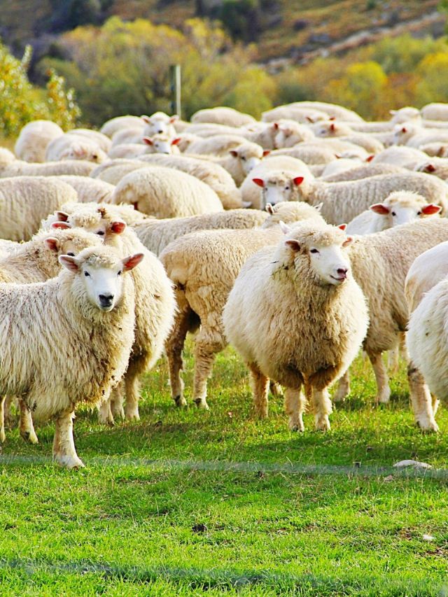 मेहनत कम, मुनाफा ज्यादा! किसानों को मालामाल कर रहा ये बिजनेस