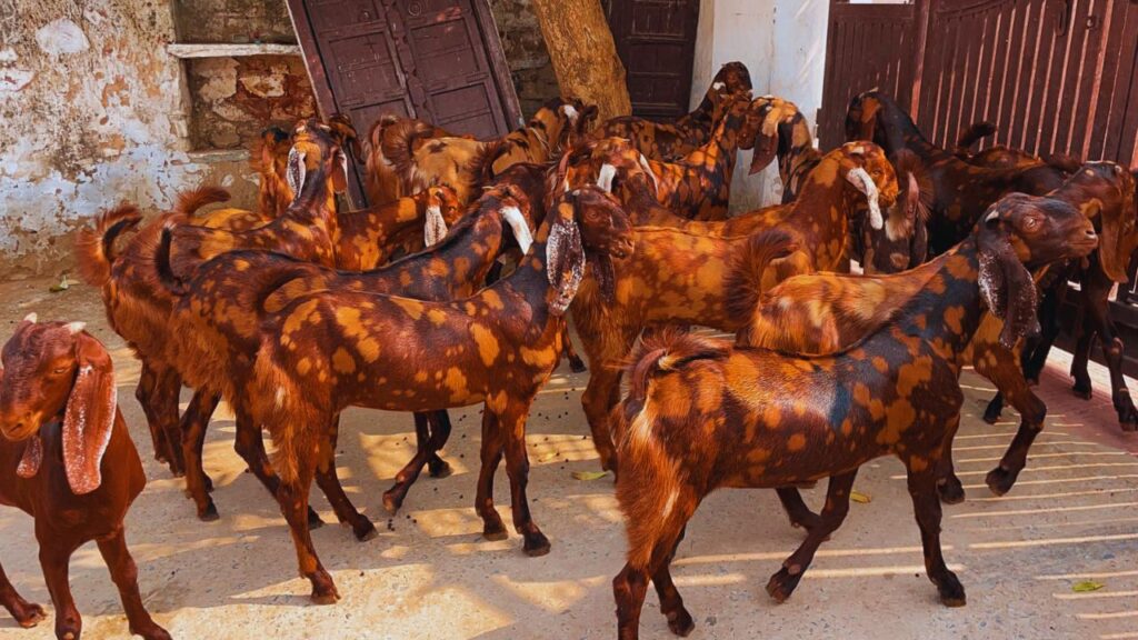 Sirohi Goat Farming: सिरोही बकरियों की मांग तेजी से बढ़ रही है. यह नस्ल बाजार में अच्छे दाम पर बिकती है. इन्हें आसानी से उनके भूरे या काले रंग पर बने सफेद या भूरे निशान से पहचाना जा सकता है. 