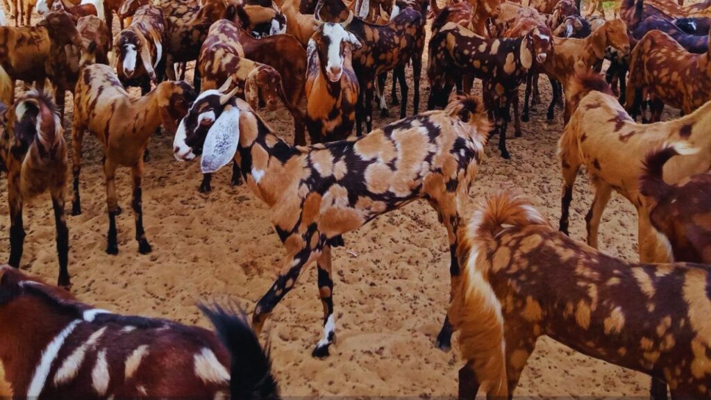 Government Schemes: राज्य और केंद्र सरकार की योजनाओं के तहत जैसे जनजाति उप योजना के तहत, टीएसपी क्षेत्र (Tribal Sub-Plan Area) के पशुपालकों को सिरोही बकरे नि:शुल्क प्रदान किए जाते हैं. साथ ही राष्ट्रीय पशुधन मिशन तहत इस नस्ल के बकरे नि:शुल्क दिए जा रहे हैं.इसका मुख्य उद्देश्य पशुपालकों की आय बढ़ाना और पशुपालन को बढ़ावा देना है. 