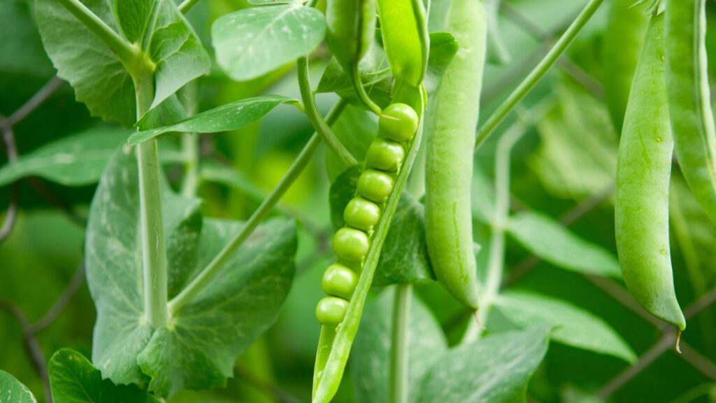 Pea Crop Disease