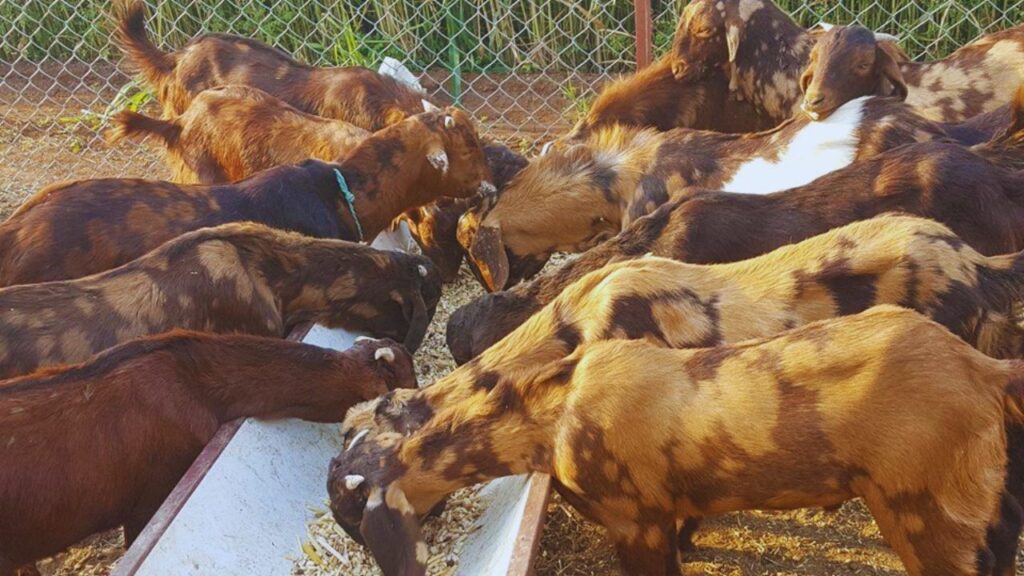 Sirohi Bakri: सिरोही बकरियां साल में दो बार बच्चे देती हैं और इनमें अधिकांश बच्चे जुड़वा होते हैं. इसका सीधा फायदा यह है कि पशुपालक थोड़े समय में अपनी बकरी संख्या बढ़ा सकते हैं और जल्दी मुनाफा कमा सकते हैं. जुड़वा बच्चों के होने से पालन लागत कम रहती है.