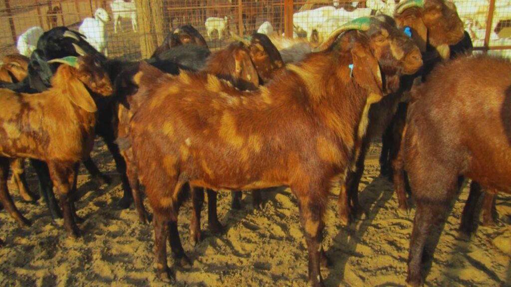 Sirohi Bakri Ki Khasiyat: सिरोही नस्ल की बकरियां किसी भी मौसम या पर्यावरण में आसानी से रह सकती हैं. इनकी रोग प्रतिरोधक क्षमता बहुत अच्छी होती है, जिससे इन्हें बीमारियों से बचाना आसान हो जाता है. इस वजह से पशुपालकों को बार-बार दवाओं या इलाज पर खर्च नहीं करना पड़ता.