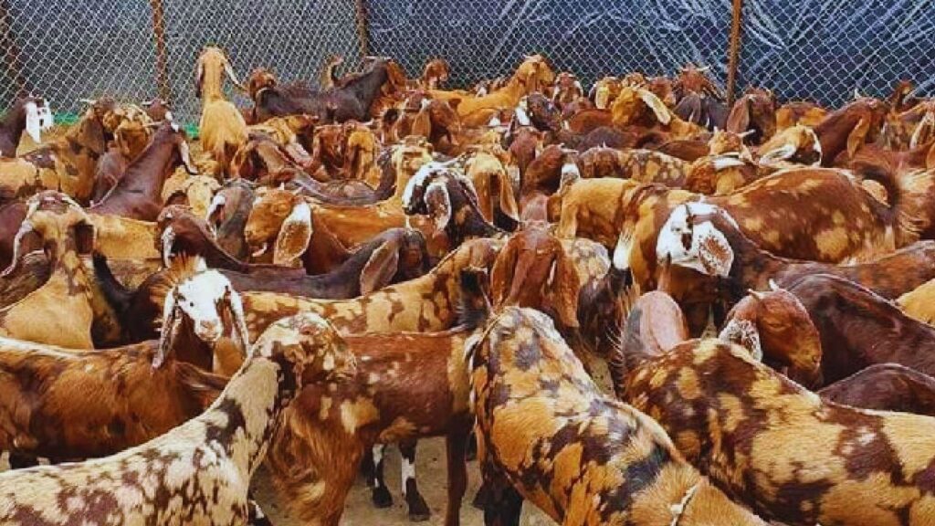 Sirohi Goat Milk: सिरोही बकरियां रोज औसतन 1 से डेढ़ लीटर दूध देती हैं. दूध की नियमित आपूर्ति से पशुपालकों की आय में स्थिरता आती है और आर्थिक स्थिति मजबूत होती है. इसके अलावा, सिरोही बकरियों का दूध पोषण और गुणवत्ता में भी अच्छा माना जाता है.