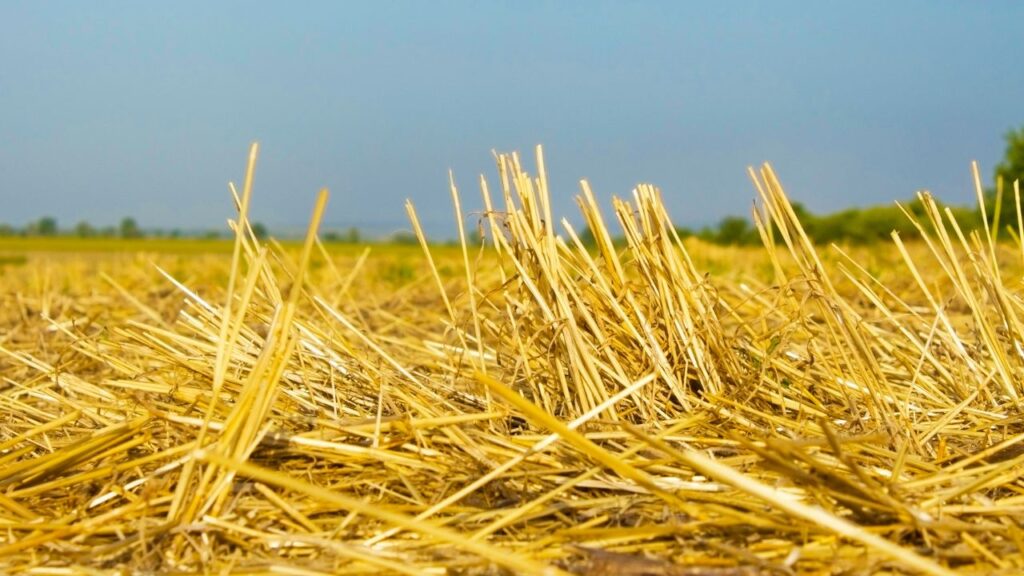 Rice Straw