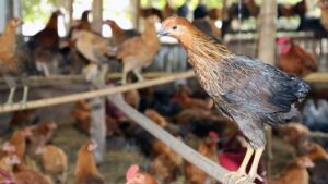 करनी है बंपर कमाई तो करें इस नस्ल की मुर्गी का पालन, तेजी से बढ़ता है वजन.. अंडे भी देती है ज्यादा