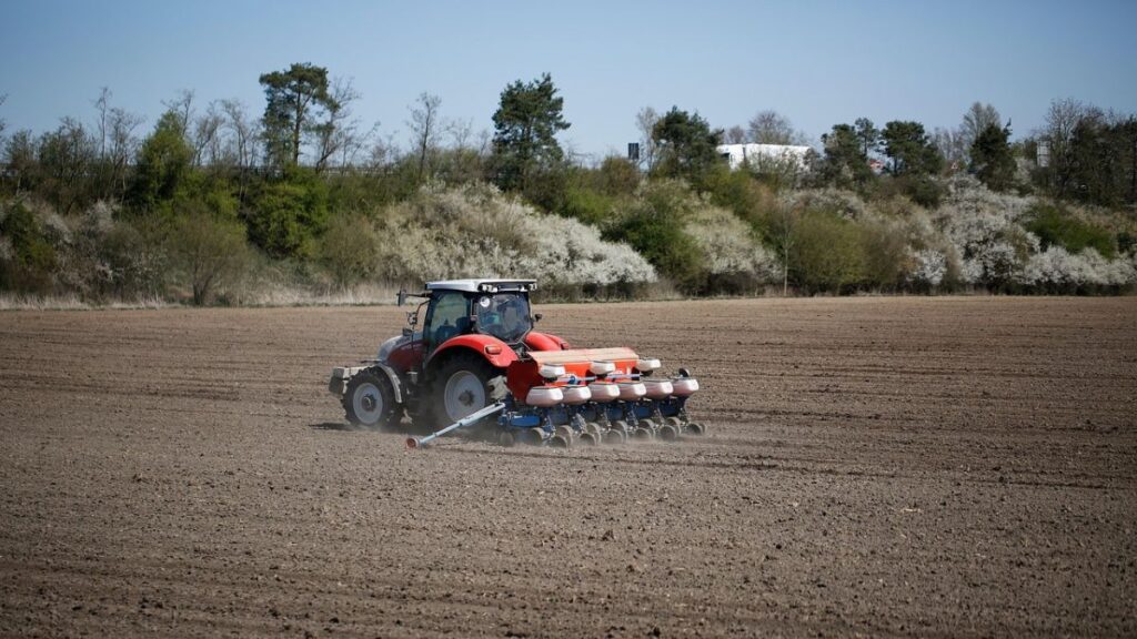 Sowing Lentil