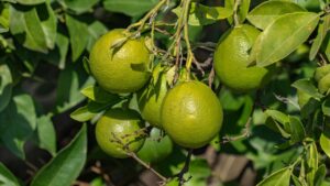 सालभर डिमांड में रहने वाला नींबू, कम लागत में खेती कर किसान हासिल करें बंपर मुनाफा