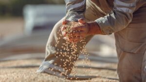 फसल कटाई के बाद ढेर लगाने की गलती न करें, वरना पूरी मेहनत पानी में बह जाएगी