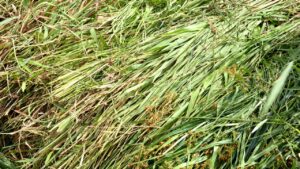 सिर्फ आधे एकड़ में बना अनोखा घास म्यूजियम, किसानों को मिलते हैं 20 से ज्यादा चारा विकल्प