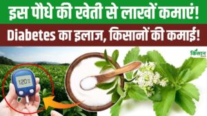 किसानों के लिए काम की है इस औषधीय पौधे की खेती, डायिबिटीज रोगियों के लिए है रामबाण किसानों के लिए काम की है इस औषधीय पौधे की खेती, डायिबिटीज रोगियों के लिए है रामबाण