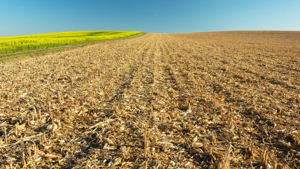 Parali Management: इस प्रक्रिया के लिए 100 किलो सूखी पराली, लगभग 4 किलो यूरिया और 40 से 50 लीटर पानी की जरूरत होती है. ये चीजें आहार बनाने की मूल सामग्री हैं. Parali Management: इस प्रक्रिया के लिए 100 किलो सूखी पराली, लगभग 4 किलो यूरिया और 40 से 50 लीटर पानी की जरूरत होती है. ये चीजें आहार बनाने की मूल सामग्री हैं.