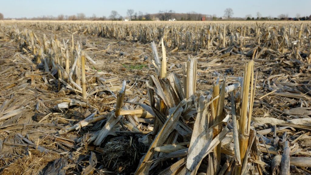 Parali Burning: अक्सर लोग पराली को जलाकर प्रदूषण फैलाते हैं, लेकिन इसे पौष्टिक चारे में बदलकर न सिर्फ पर्यावरण बचाया जा सकता है बल्कि पशुओं की सेहत भी सुधारी जा सकती है. Parali Burning: अक्सर लोग पराली को जलाकर प्रदूषण फैलाते हैं, लेकिन इसे पौष्टिक चारे में बदलकर न सिर्फ पर्यावरण बचाया जा सकता है बल्कि पशुओं की सेहत भी सुधारी जा सकती है.